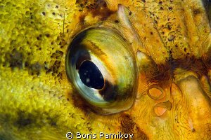 Three-stripe rock-fish by Boris Pamikov 